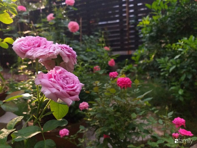 Khu vườn hoa hồng ngọt ngào mang chút hoài niệm của cặp vợ chồng cùng dành thời gian chăm chút ở An Giang - Ảnh 4.