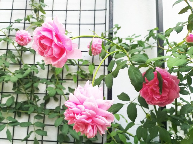 Khu vườn hoa hồng ngọt ngào mang chút hoài niệm của cặp vợ chồng cùng dành thời gian chăm chút ở An Giang - Ảnh 3.