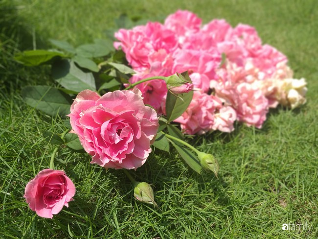 Khu vườn hoa hồng ngọt ngào mang chút hoài niệm của cặp vợ chồng cùng dành thời gian chăm chút ở An Giang - Ảnh 2.