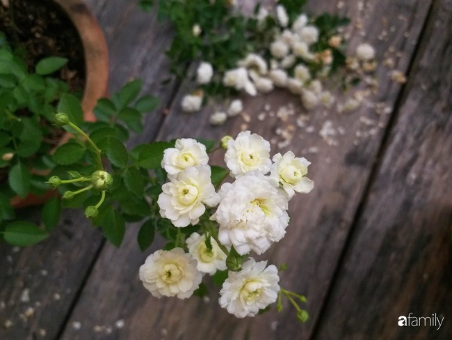 Khu vườn hoa hồng ngọt ngào mang chút hoài niệm của cặp vợ chồng cùng dành thời gian chăm chút ở An Giang - Ảnh 22.