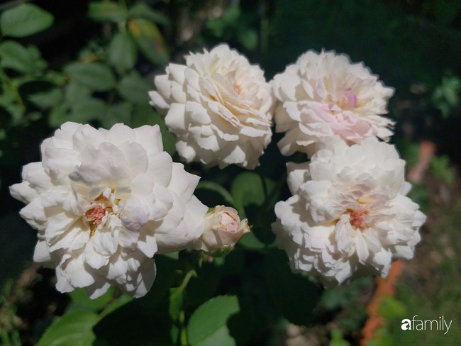 Khu vườn hoa hồng ngọt ngào mang chút hoài niệm của cặp vợ chồng cùng dành thời gian chăm chút ở An Giang - Ảnh 20.