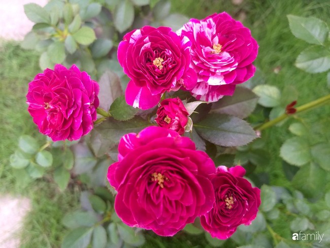 Khu vườn hoa hồng ngọt ngào mang chút hoài niệm của cặp vợ chồng cùng dành thời gian chăm chút ở An Giang - Ảnh 19.