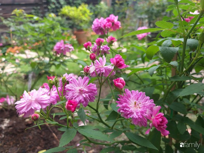 Khu vườn hoa hồng ngọt ngào mang chút hoài niệm của cặp vợ chồng cùng dành thời gian chăm chút ở An Giang - Ảnh 16.