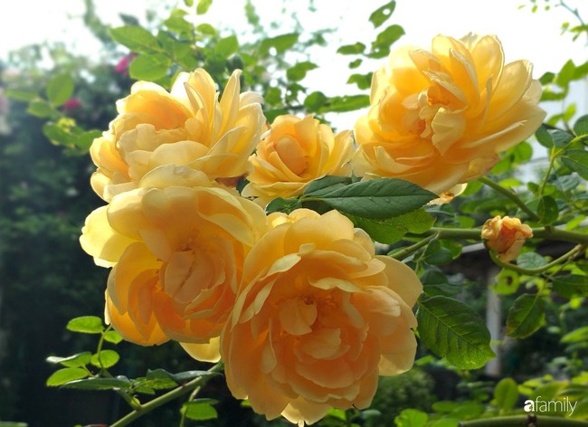 Khu vườn hoa hồng ngọt ngào mang chút hoài niệm của cặp vợ chồng cùng dành thời gian chăm chút ở An Giang - Ảnh 15.