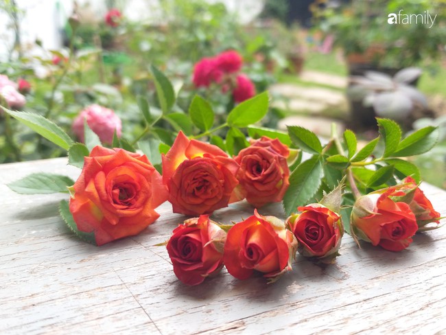Khu vườn hoa hồng ngọt ngào mang chút hoài niệm của cặp vợ chồng cùng dành thời gian chăm chút ở An Giang - Ảnh 10.