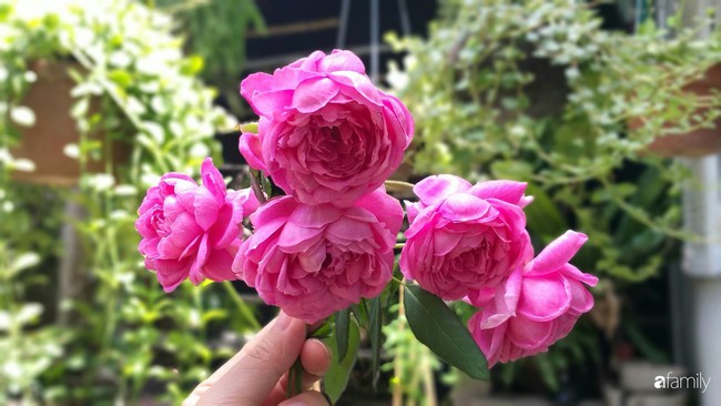 Khu vườn hoa hồng ngọt ngào mang chút hoài niệm của cặp vợ chồng cùng dành thời gian chăm chút ở An Giang - Ảnh 9.