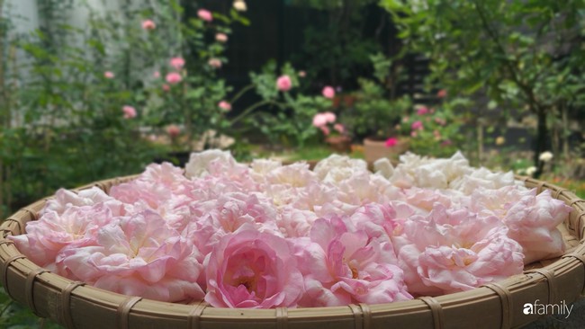Khu vườn hoa hồng ngọt ngào mang chút hoài niệm của cặp vợ chồng cùng dành thời gian chăm chút ở An Giang - Ảnh 8.