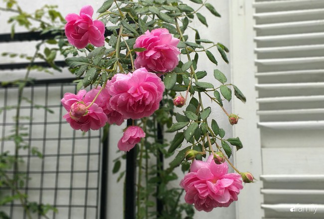 Khu vườn hoa hồng ngọt ngào mang chút hoài niệm của cặp vợ chồng cùng dành thời gian chăm chút ở An Giang - Ảnh 7.