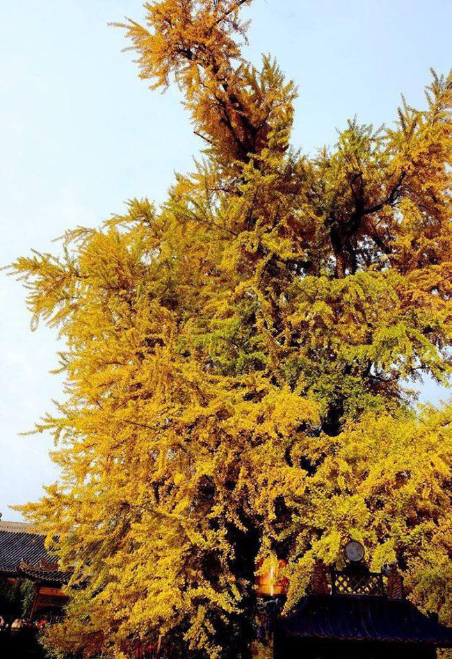 Giới trẻ phát sốt với cây nghìn năm chuyển màu vàng rực cả góc trời, tồn tại từ thời tiền sử suốt 200 triệu năm - Ảnh 7.