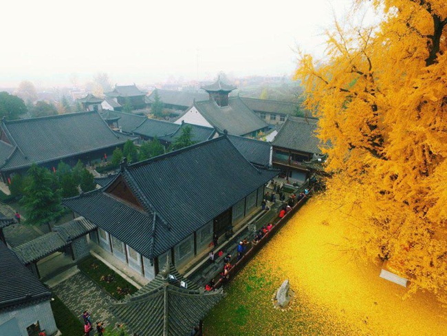 Giới trẻ phát sốt với cây nghìn năm chuyển màu vàng rực cả góc trời, tồn tại từ thời tiền sử suốt 200 triệu năm - Ảnh 8. Giới trẻ phát sốt với cây nghìn năm chuyển màu vàng rực cả góc trời, tồn tại từ thời tiền sử suốt 200 triệu năm - Ảnh 8.