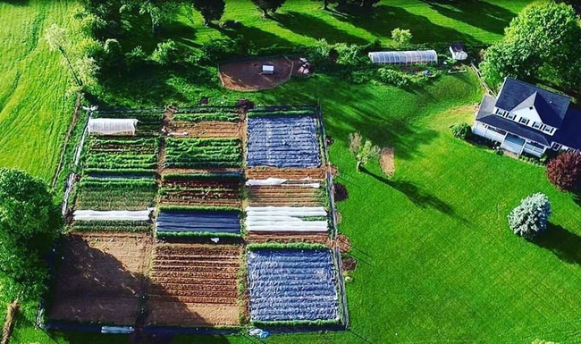 Chàng trai lựa chọn vùng ngoại ô để tạo nên khu vườn xanh mướt như cổ tích - Ảnh 3.