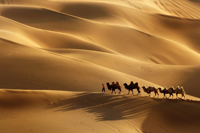 Câu chuyện lạc đà đi xuyên sa mạc không cần ăn uống và bài học đáng giá dành cho chị em công sở - Ảnh 2.