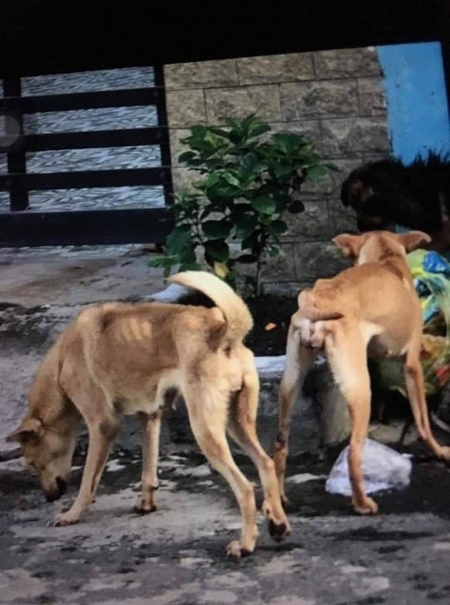 Cô gái trẻ đẹp núp bóng cứu hộ động vật để kêu gọi quyên góp rồi bỏ mặc nhiều chú chó chết trong căn nhà đầy chất thải - Ảnh 2.