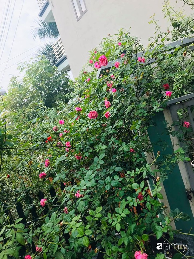 Vườn hồng trăm hoa đua nở rộng 100m2 ở Quảng Ninh - Ảnh 1.