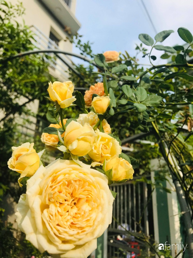 Vườn hồng trăm hoa đua nở rộng 100m2 ở Quảng Ninh - Ảnh 8.