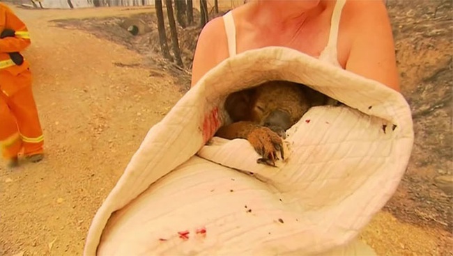 Cư dân mạng xúc động rơi nước mắt với hình ảnh người phụ nữ lao vào đám lửa lớn để giải cứu cho một chú gấu Koala đang bị thương nặng - Ảnh 7.