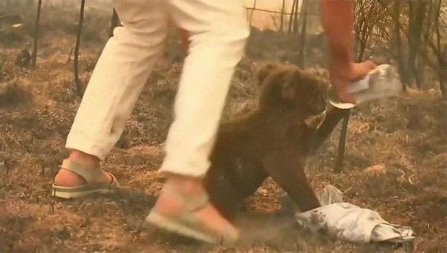 Cư dân mạng xúc động rơi nước mắt với hình ảnh người phụ nữ lao vào đám lửa lớn để giải cứu cho một chú gấu Koala đang bị thương nặng - Ảnh 6.