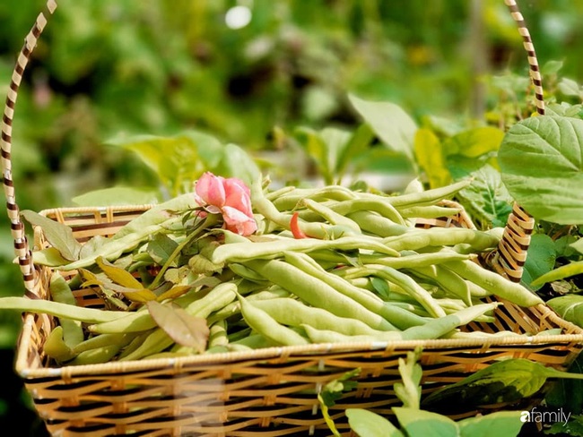 Vườn rau mùa đông nhiều nắng xanh tươi đủ loại của mẹ đảm ở Ninh Hiệp, Hà Nội - Ảnh 10.