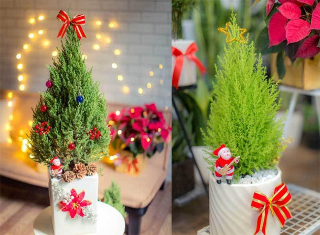 Giá chỉ từ 350.000 đồng, những cây thông Noel tươi đang hấp dẫn người tiêu dùng trong dịp Giáng sinh sắp đến - Ảnh 4.