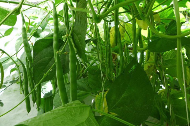 Tận dụng mảnh đất phía sau nhà, người đàn ông đảm đang trồng đủ loại thực phẩm sạch cho cả nhà thưởng thức - Ảnh 19. Tận dụng mảnh đất phía sau nhà, người đàn ông đảm đang trồng đủ loại thực phẩm sạch cho cả nhà thưởng thức - Ảnh 19.