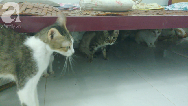“Người mẹ” của 400 con mèo ở Sài Gòn bật khóc tức tưởi khi bị tông xe còn mang tiếng oan đi bắt trộm mèo - Ảnh 2.