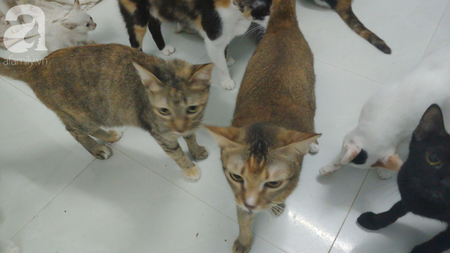 “Người mẹ” của 400 con mèo ở Sài Gòn bật khóc tức tưởi khi bị tông xe còn mang tiếng oan đi bắt trộm mèo - Ảnh 15.