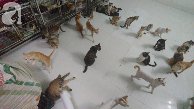“Người mẹ” của 400 con mèo ở Sài Gòn bật khóc tức tưởi khi bị tông xe còn mang tiếng oan đi bắt trộm mèo - Ảnh 11.