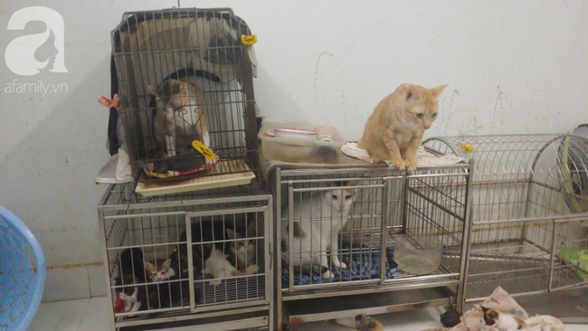 “Người mẹ” của 400 con mèo ở Sài Gòn bật khóc tức tưởi khi bị tông xe còn mang tiếng oan đi bắt trộm mèo - Ảnh 6.