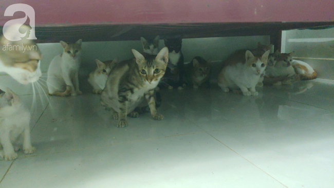 “Người mẹ” của 400 con mèo ở Sài Gòn bật khóc tức tưởi khi bị tông xe còn mang tiếng oan đi bắt trộm mèo - Ảnh 7.