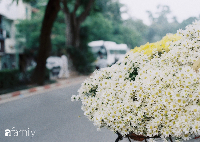 Mùa hè lưu luyến mãi chưa đi, nhưng cúc họa mi vẫn giữ đúng hẹn, chúm chím trên phố Hà Nội khi tháng Mười Một về - Ảnh 2.