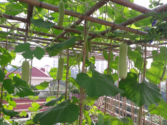 Sân thượng 50m2 trồng đủ loại rau sạch và hoa hồng của bà mẹ Hà Nội - Ảnh 8.