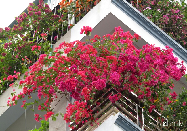 Ngôi nhà đầy hoa thơm rực rỡ khắp các ban công của ông bố hai con ở Hà Nội - Ảnh 3.