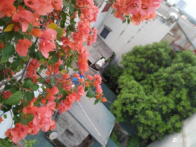 Ngôi nhà đầy hoa thơm rực rỡ khắp các ban công của ông bố hai con ở Hà Nội - Ảnh 5.
