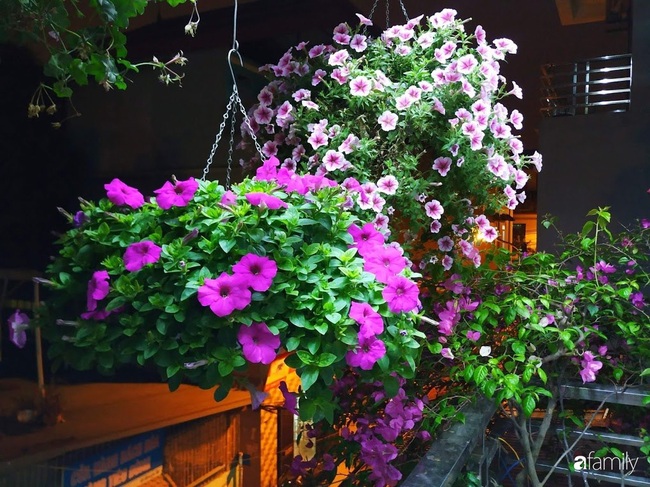 Ngôi nhà đầy hoa thơm rực rỡ khắp các ban công của ông bố hai con ở Hà Nội - Ảnh 13.