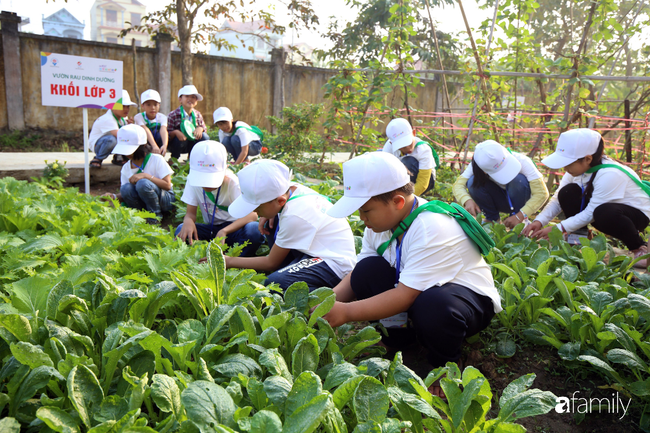 Vườn rau xanh ngát đủ loại cây trong các trường, cha mẹ nhìn vào cũng phải mê tít - Ảnh 1. Vườn rau xanh ngát đủ loại cây trong các trường, cha mẹ nhìn vào cũng phải mê tít - Ảnh 1.