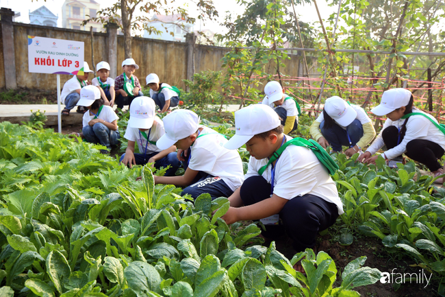 Vườn rau xanh ngát đủ loại cây trong các trường, cha mẹ nhìn vào cũng phải mê tít - Ảnh 1.