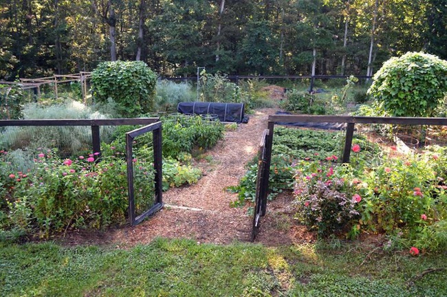 Khu vườn đủ loại rau xanh và quả ngọt của cô gái đam mê làm vườn hữu cơ - Ảnh 11.