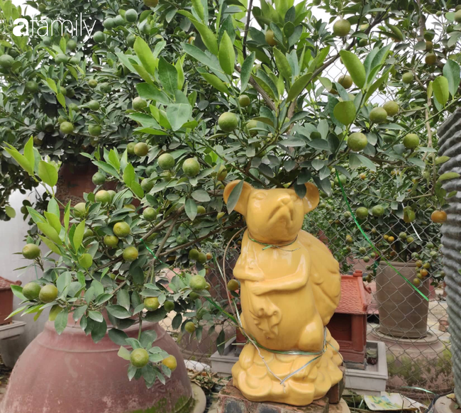 Nhà vườn hốt bạc nhờ những chậu bonsai &quot;chuột cõng quất&quot;  - Ảnh 4.