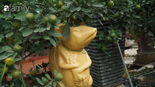 Nhà vườn hốt bạc nhờ những chậu bonsai &quot;chuột cõng quất&quot;  - Ảnh 6.