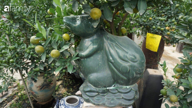 Nhà vườn hốt bạc nhờ những chậu bonsai &quot;chuột cõng quất&quot;  - Ảnh 8.