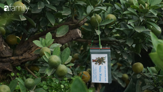 Nhà vườn hốt bạc nhờ những chậu bonsai &quot;chuột cõng quất&quot;  - Ảnh 14.