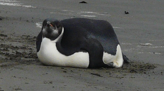 &quot;Ngải heo&quot; không chừa một ai: Chú chim cánh cụt ăn quá nhiều đến nỗi không đi nổi, chuyện làm tình cũng chẳng thể - Ảnh 2.