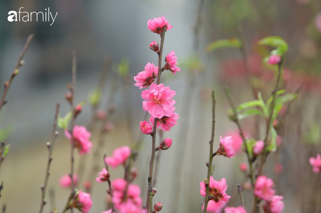 Đào Nhật Tân bung nở khoe sắc từ trong vườn cho đến ngoài chợ, có cành đào bằng tiền một bát phở - Ảnh 4.