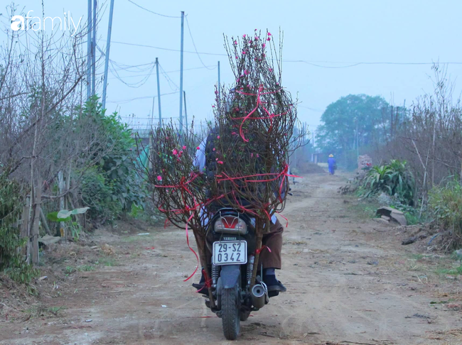 Đào Nhật Tân bung nở khoe sắc từ trong vườn cho đến ngoài chợ, có cành đào bằng tiền một bát phở - Ảnh 16.