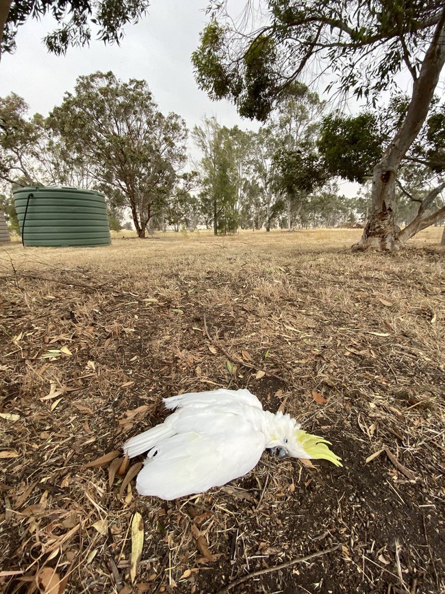 Nắng nóng kinh hoàng gần 50 độ C ở Úc khiến chim đang bay xụi lơ rơi xuống đất chết - Ảnh 2.