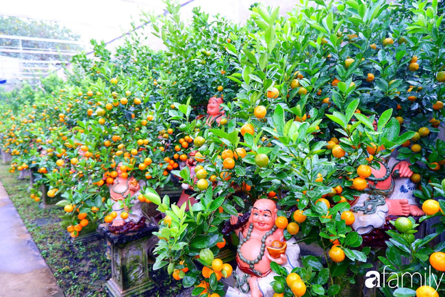Sát Tết làng quất nổi tiếng Hà Nội nườm nượp khách mua quất bonsai nhờ tạo hình chuột vàng độc đáo - Ảnh 5.