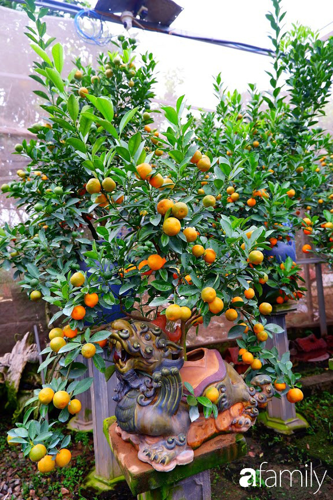 Sát Tết làng quất nổi tiếng Hà Nội nườm nượp khách mua quất bonsai nhờ tạo hình chuột vàng độc đáo - Ảnh 7.