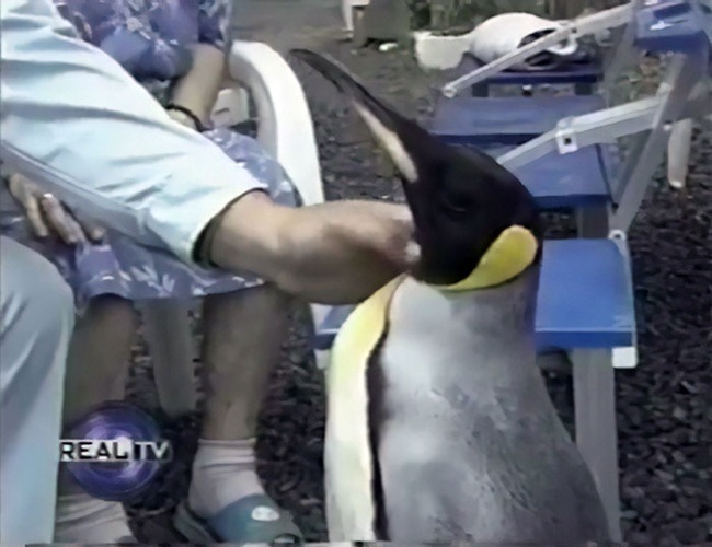 Nhìn lại cuộc đời của chú chim cánh cụt tự xách làn đi chợ mua cá từng gây xôn xao Nhật Bản 23 năm về trước - Ảnh 5.