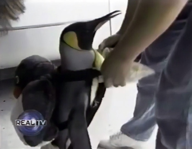 Nhìn lại cuộc đời của chú chim cánh cụt tự xách làn đi chợ mua cá từng gây xôn xao Nhật Bản 23 năm về trước - Ảnh 7.