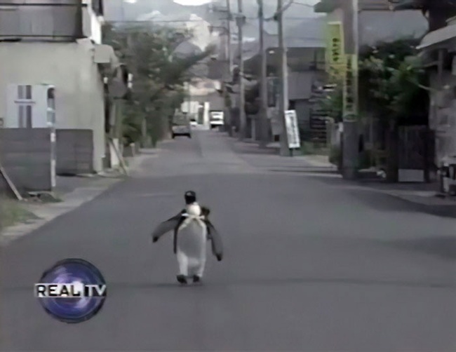 Nhìn lại cuộc đời của chú chim cánh cụt tự xách làn đi chợ mua cá từng gây xôn xao Nhật Bản 23 năm về trước - Ảnh 2.